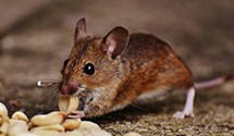 24 Hour & Emergency Exterminators in Lawndale, IL